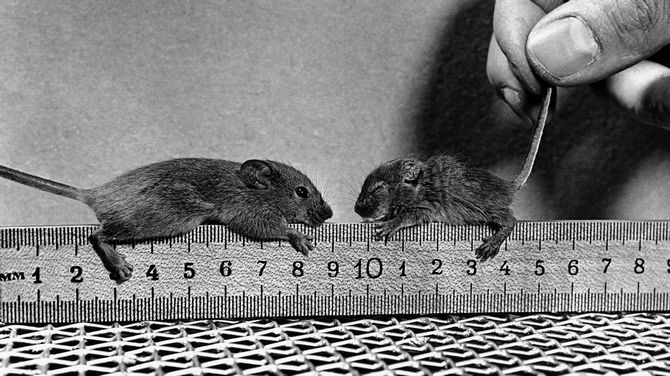 Two mice on a ruler.