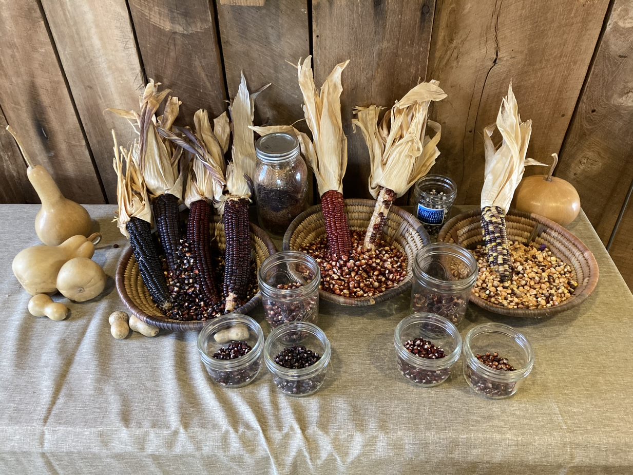 Rich dark corn next to red and multicolored corn with dried husks