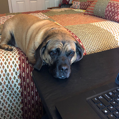 A sleepy bloodhound comfortably resting his chin on the corner of a laptop.