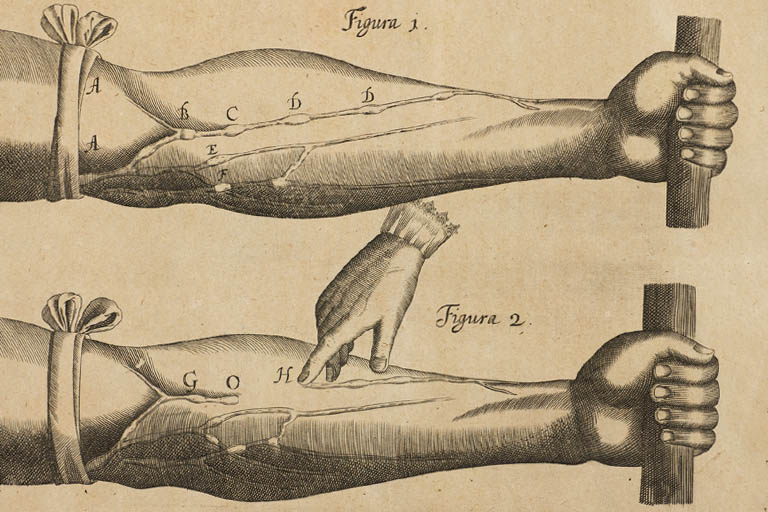 Image of the anatomy of the arm from historical textbook