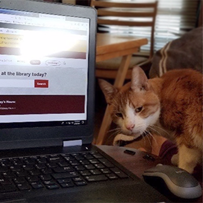 Shorthaired orange and white tabby cat looking at the viewer. To his left is a computer with IU Libraries homepage pulled up.