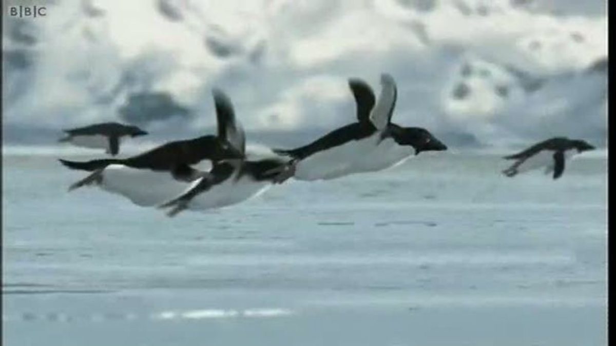 Still image from the BBC flying penguins spoof video