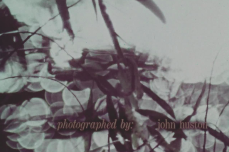 still from John Huston film showing stream and plants