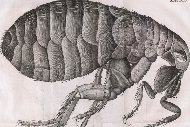 Close up view of woodcut image of a flea from Robert Hooke's Micrographia (London, 1665.)