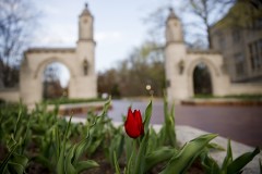 A red tulip in the foreground is in focus, while in the background is IU's sample gates